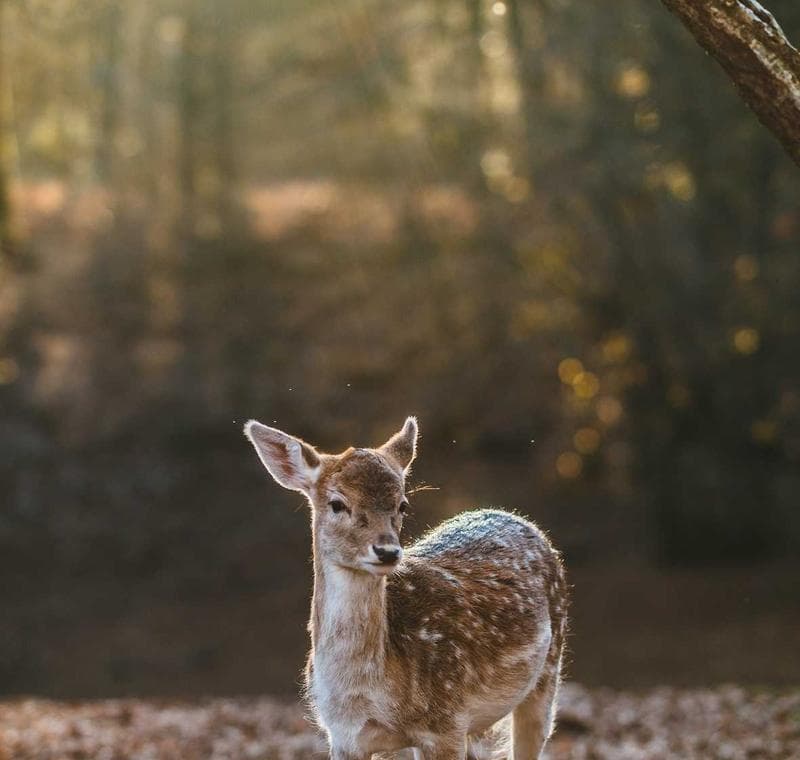 Pin Valley National Park wildlife day · Himachal Pradesh photo 3