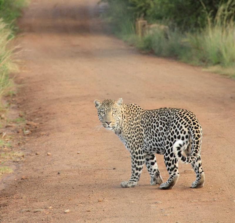 Pench Tiger Reserve jeep safari · Madhya Pradesh photo 3